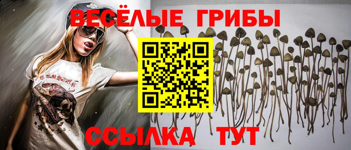Псилоцибиновые грибы Psilocybine cubensis Саянск